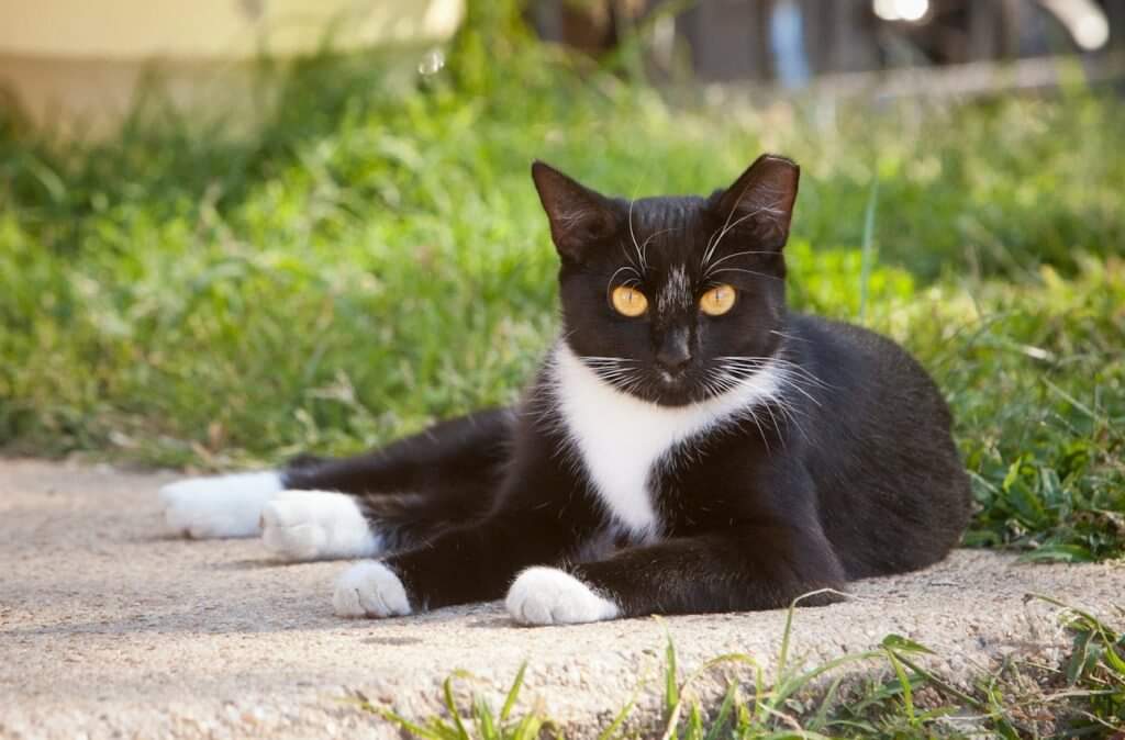 NS SPCA VOLUNTEERS NEEDED