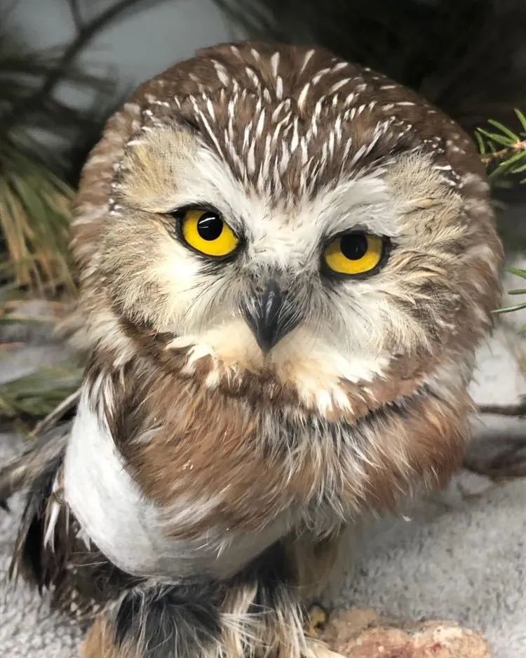 Hope for Wildlife recently cared for this little Northern Saw-whet Owl who came to us with a broken wing - and a charming disposition!