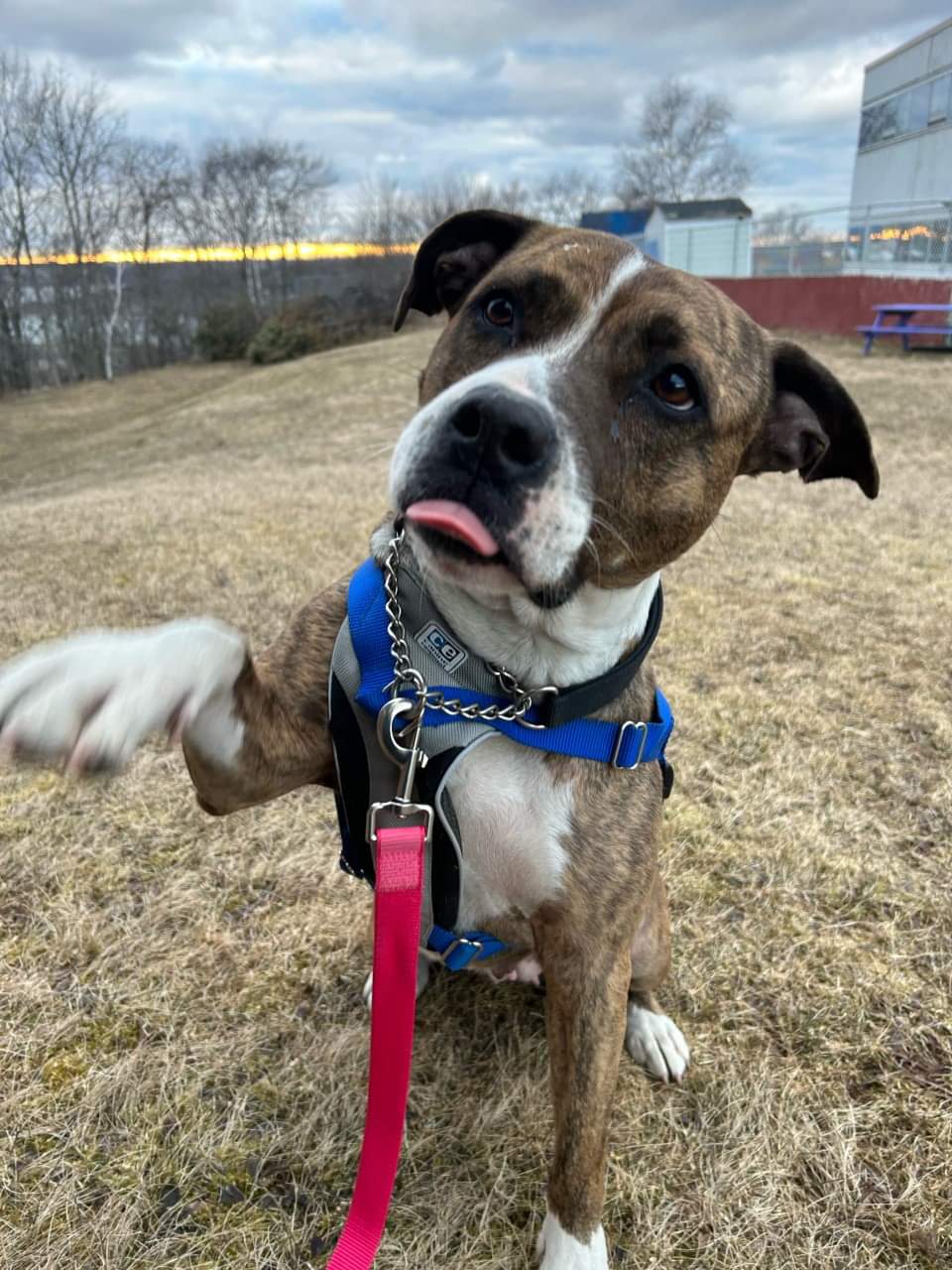 Hailey, a true Caper herself made the trip with SPCA staff over a month ago! She has since been awaiting her perfect forever home
