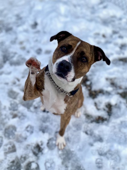 NS SPCA Adoptable Highlight- Hailey