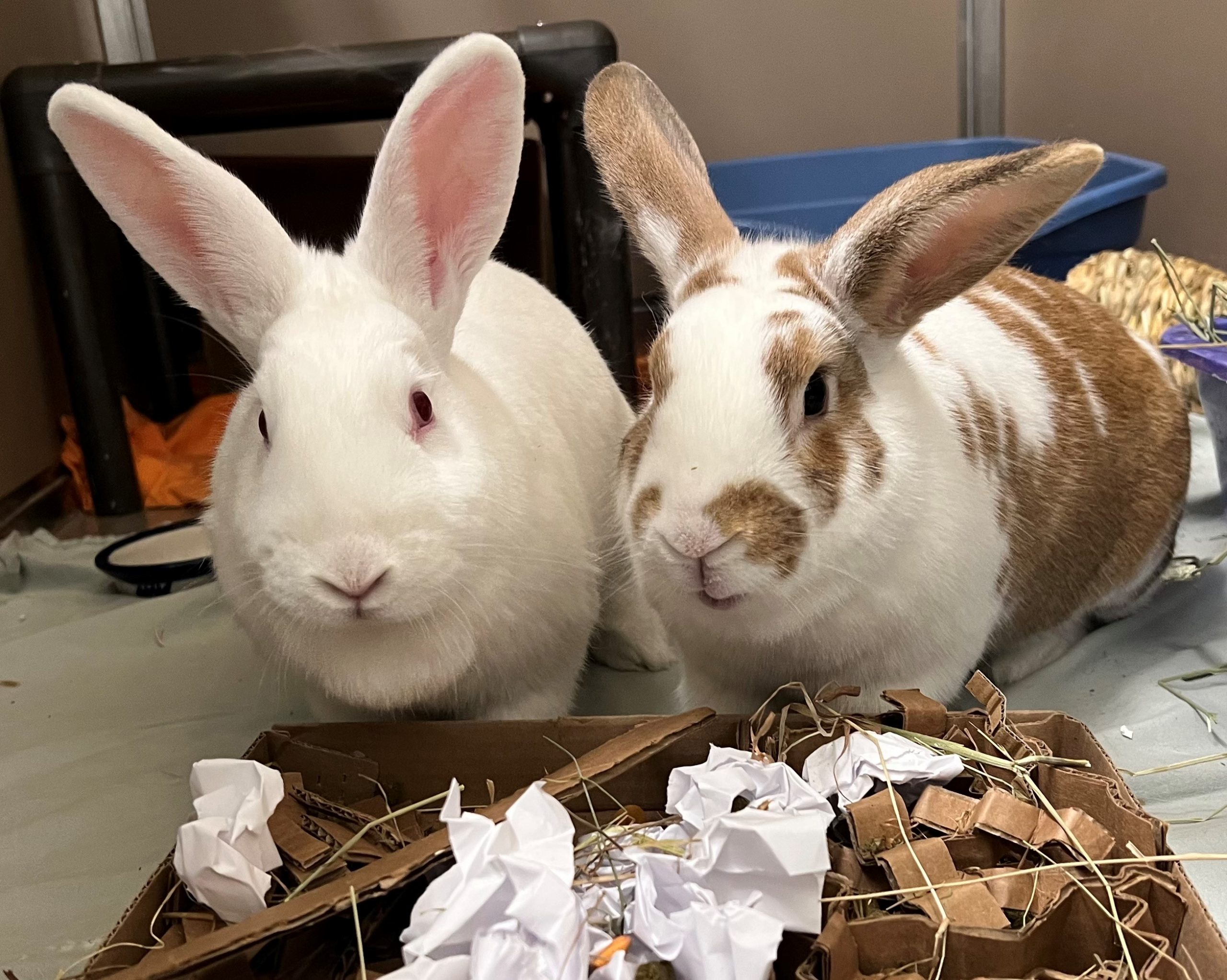 NS SPCA Adoptable Highlight- Max and Ruby