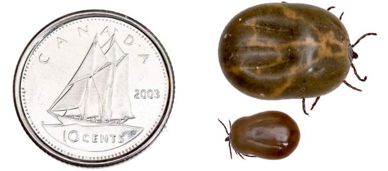 Tick safety