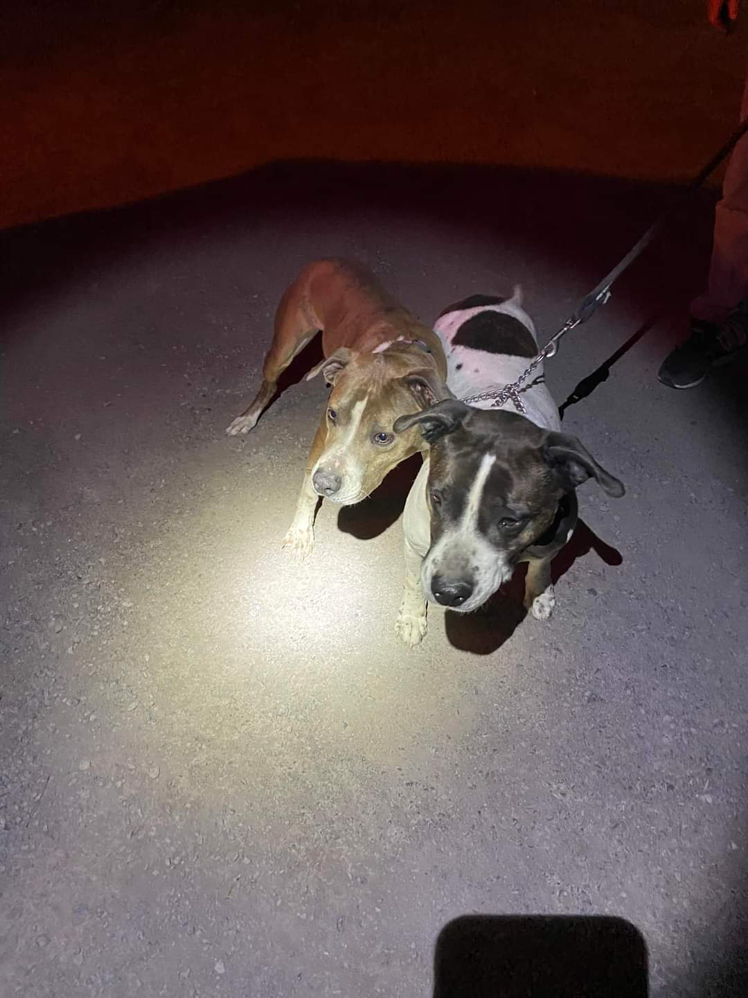 (Update) Police have located two dogs by the Sobeys Warehouse on Stellarton Road, New Glasgow