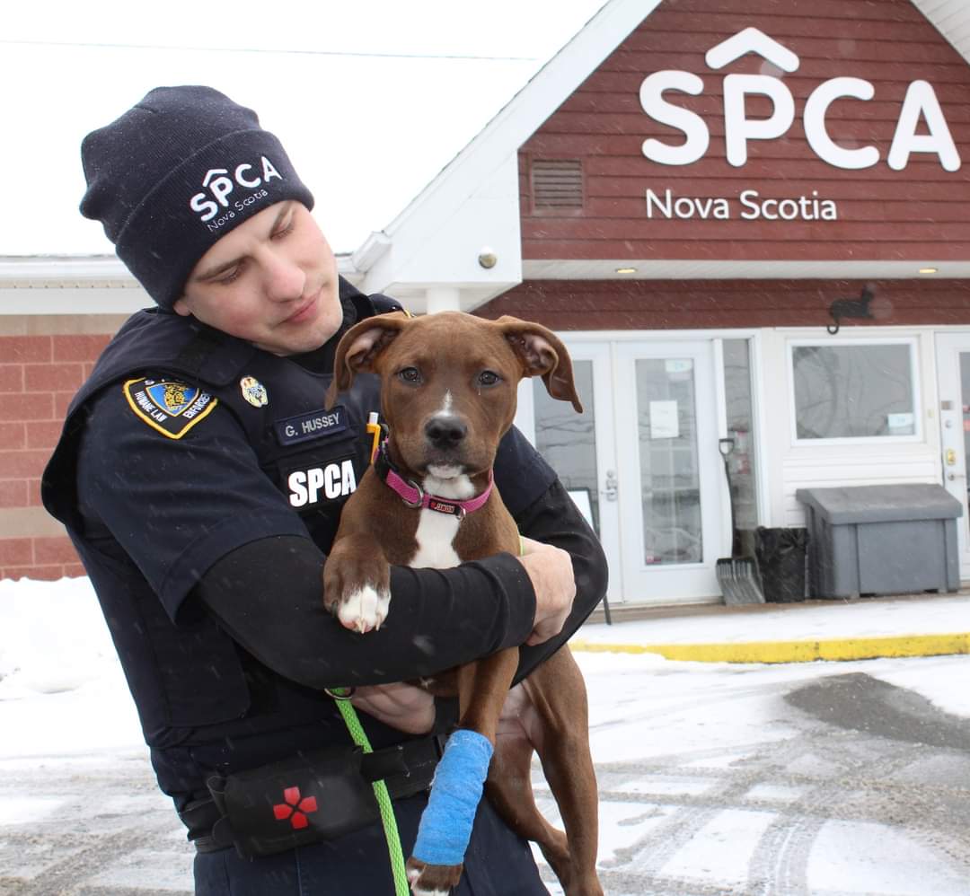 It’s Prevention of Cruelty to Animals Month: MeetSpecial Constable Gregory Hussey