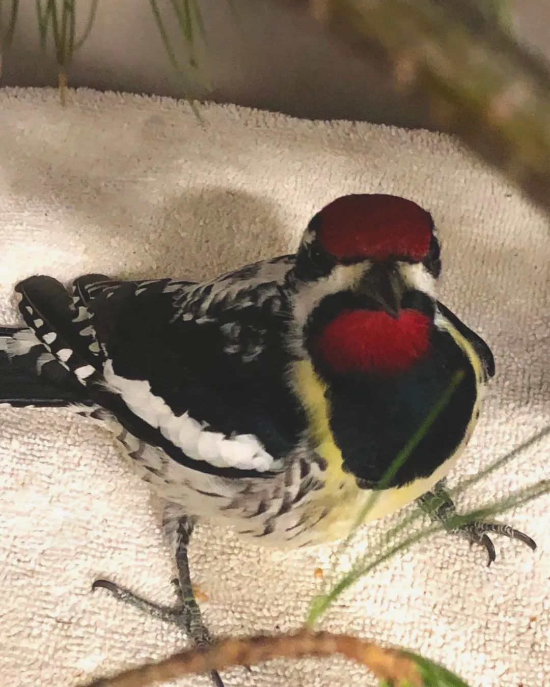 This Yellow-bellied Sapsucker is recovering from injuries sustained after flying into a window