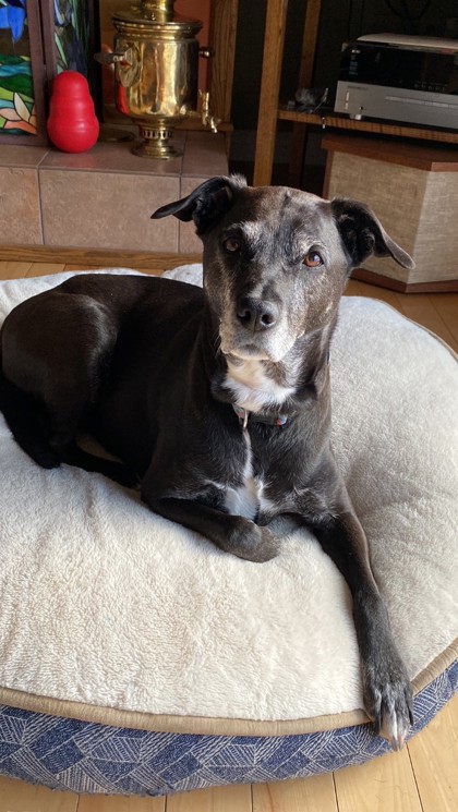 NS SPCA Adoptable Highlight - Lexi