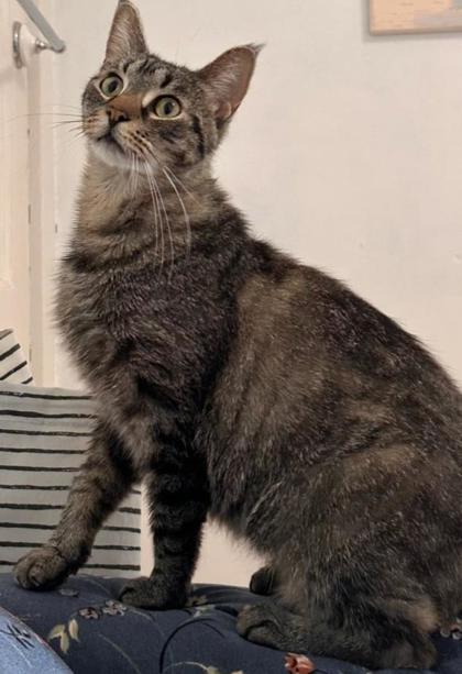 NS SPCA Adoptable Highlight - Sanza