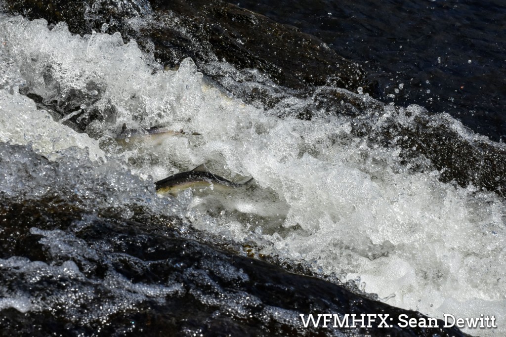 Gaspereau, a migratory fish, have returned to spawn on the lakes they were also spawned
