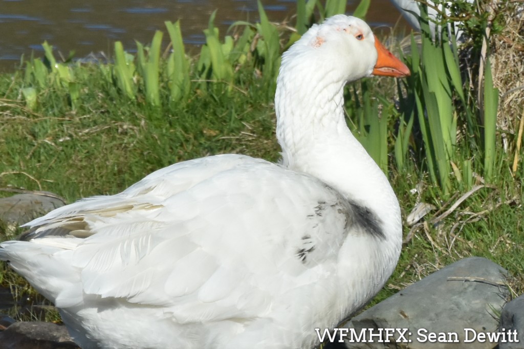 One of Dartmouth's favourite feathered fiesty residents has an ouchie