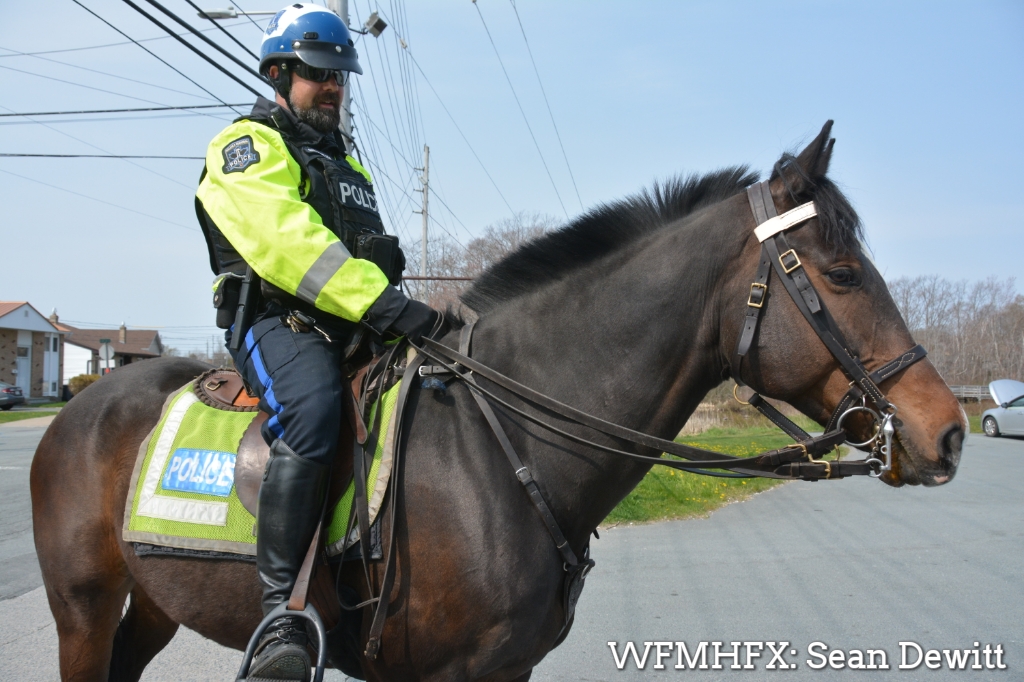 HRP horse, Jewel, is strolling North end Dartmouth on this beautiful day