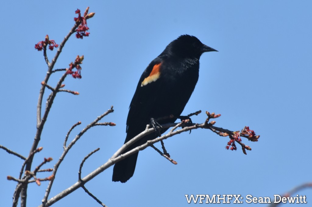 The sounds of Spring (Repost)