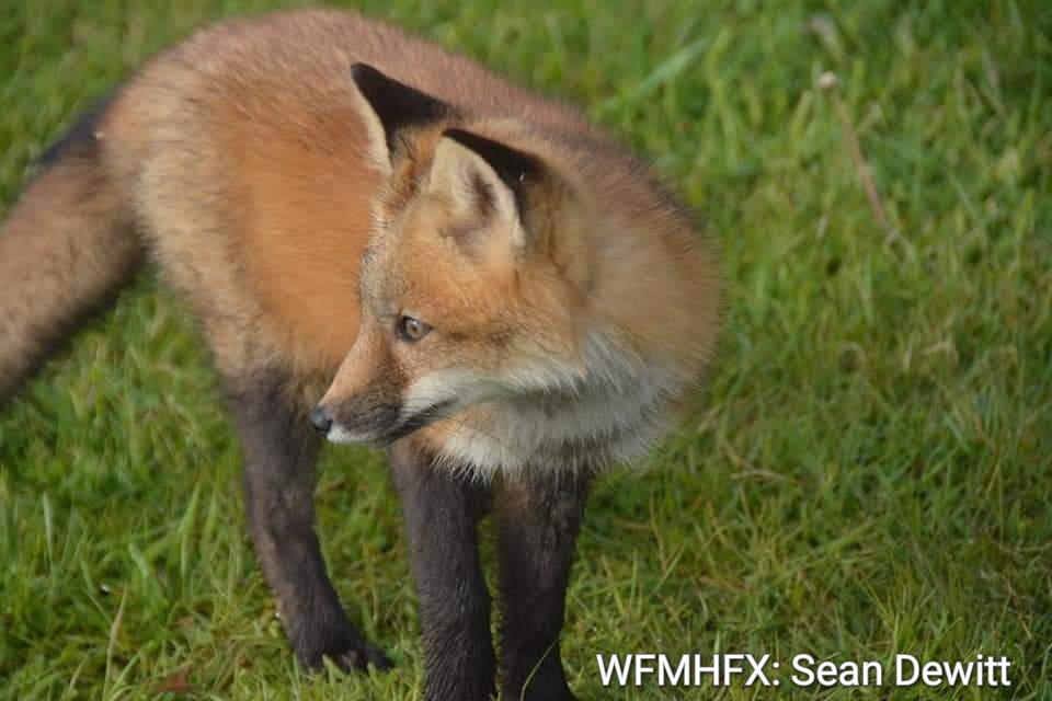 With the arrival of spring comes the main baby season for wildlife