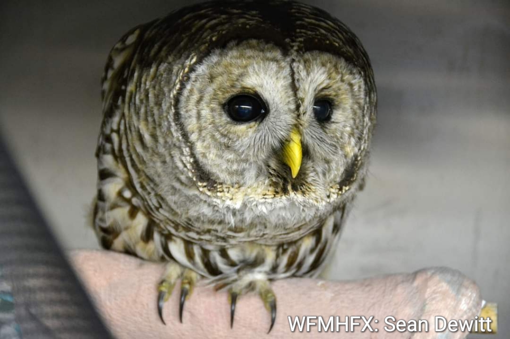 Hope for Wildlife Annual Open House