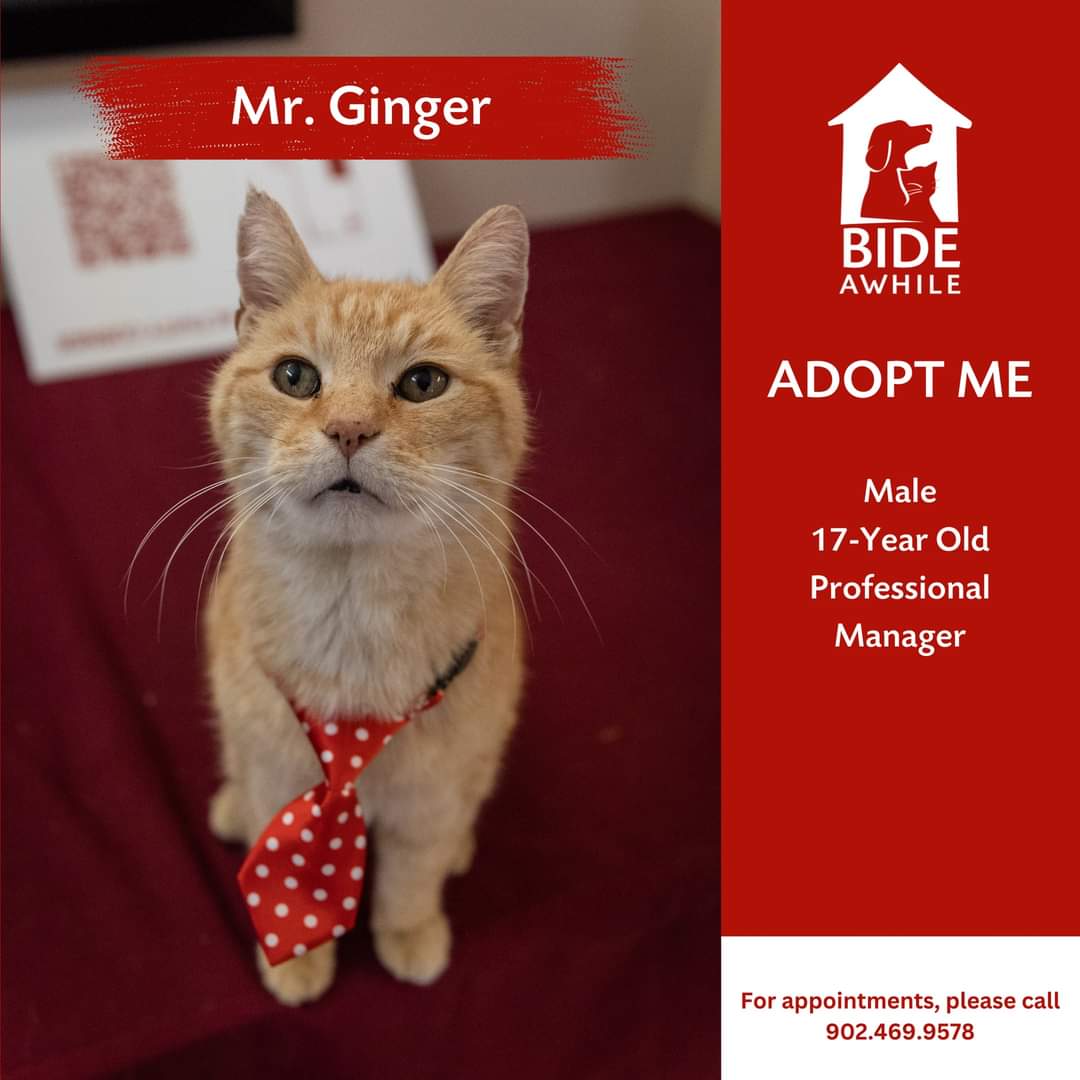 Introducing Patch, Mr. Ginger, Milo & Dash, Annie, Remy, Lula, Athena, Missus, Marion, Teddy and Nico who are ready for their forever homes!