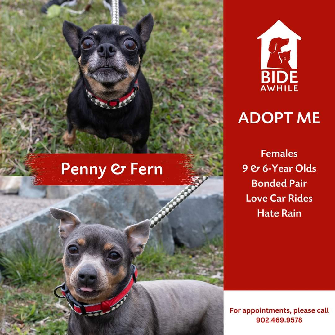 Introducing Penny & Fern who are ready for their forever home!