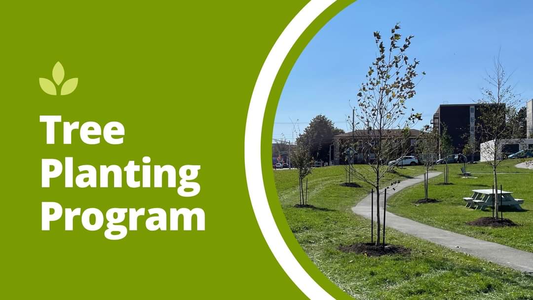 Beginning mid-May through November, the Halifax Regional Municipality will plant approximately 2,500 trees