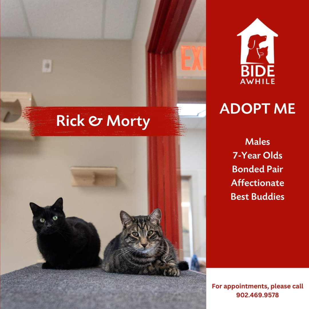 Introducing Ollie, Rick & Morty and Star who are ready for their forever homes! 