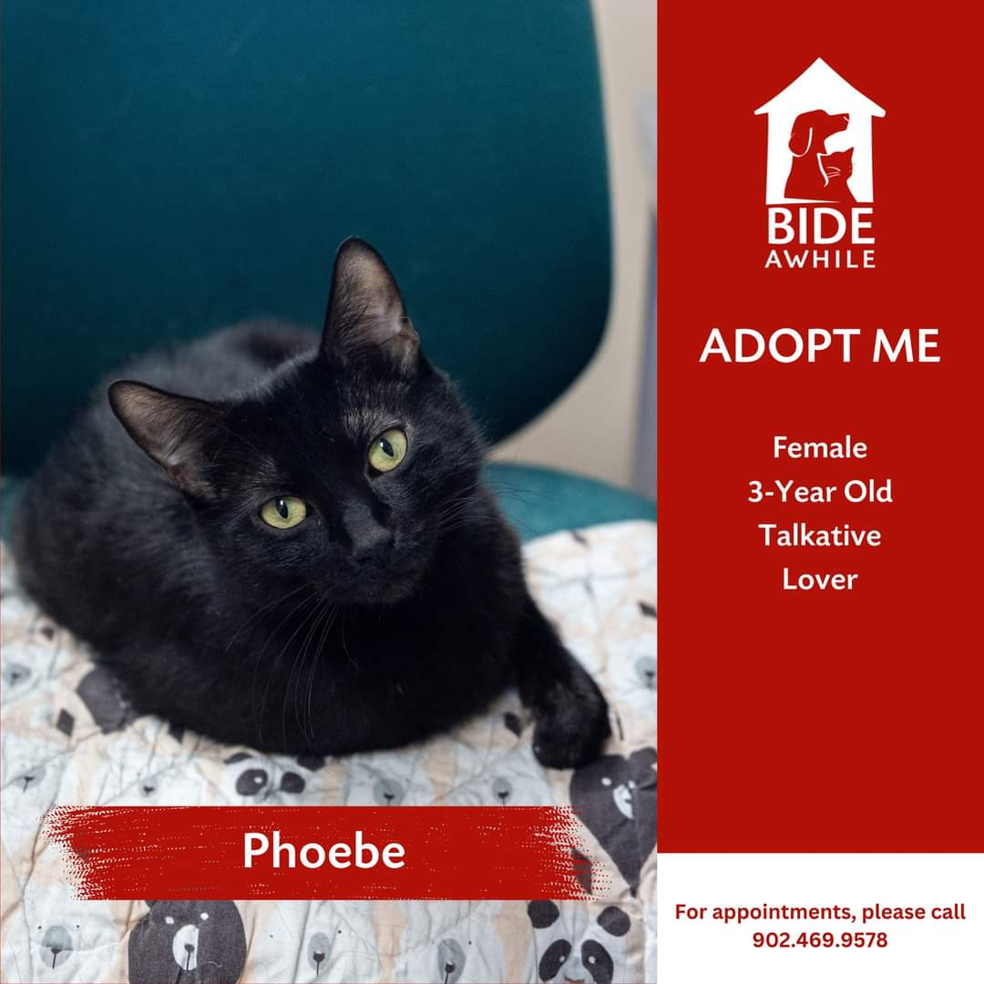 Introducing Phoebe, Dr. Meredith Grey, Copper, Sasha & Shurie, Lily and Ranger & Micky who are ready for their forever homes!
