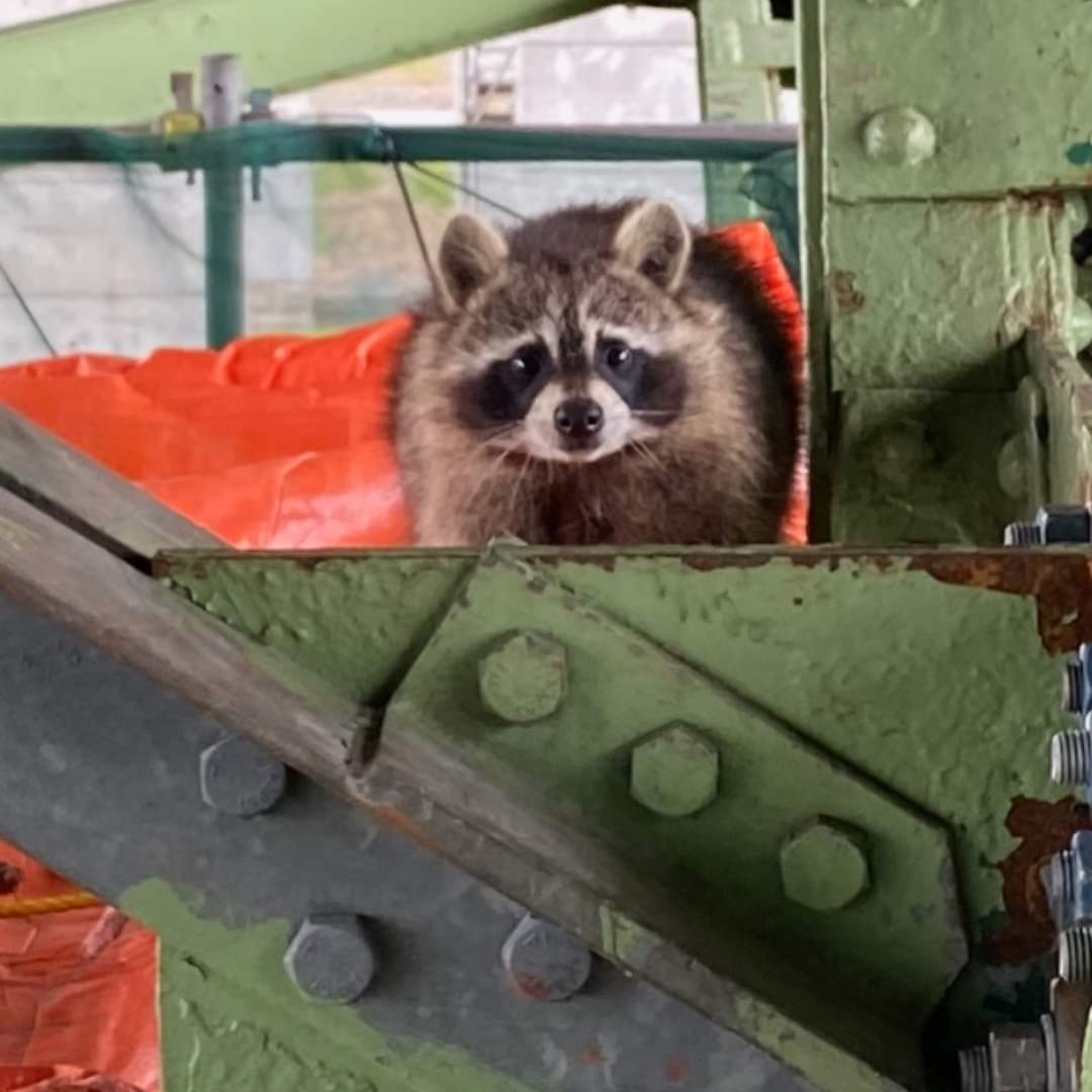 Even the wildlife want to see what's happening on the bridges!