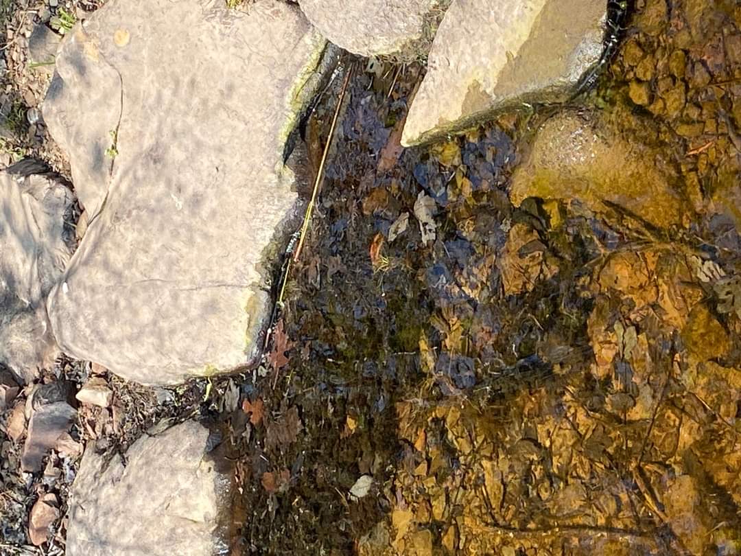Blue-green algae sightings have started