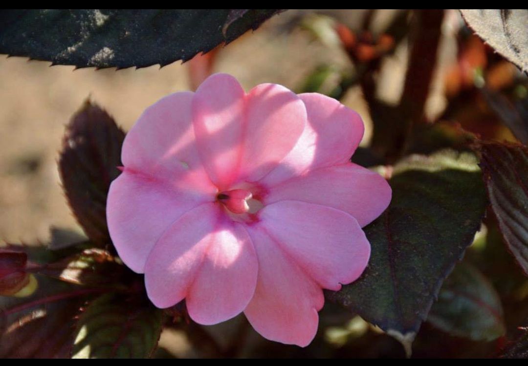 Residents invited to annual Greenhouse Open House 