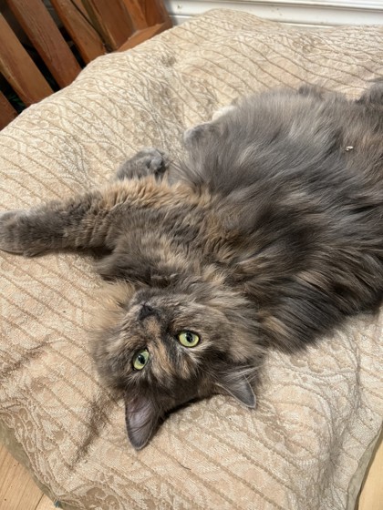 NS SPCA Adoptable Highlight Lucy