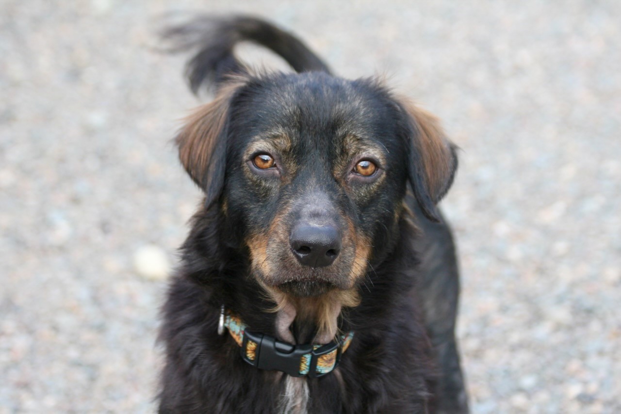 NS SPCA Adoptable Highlight - Ed