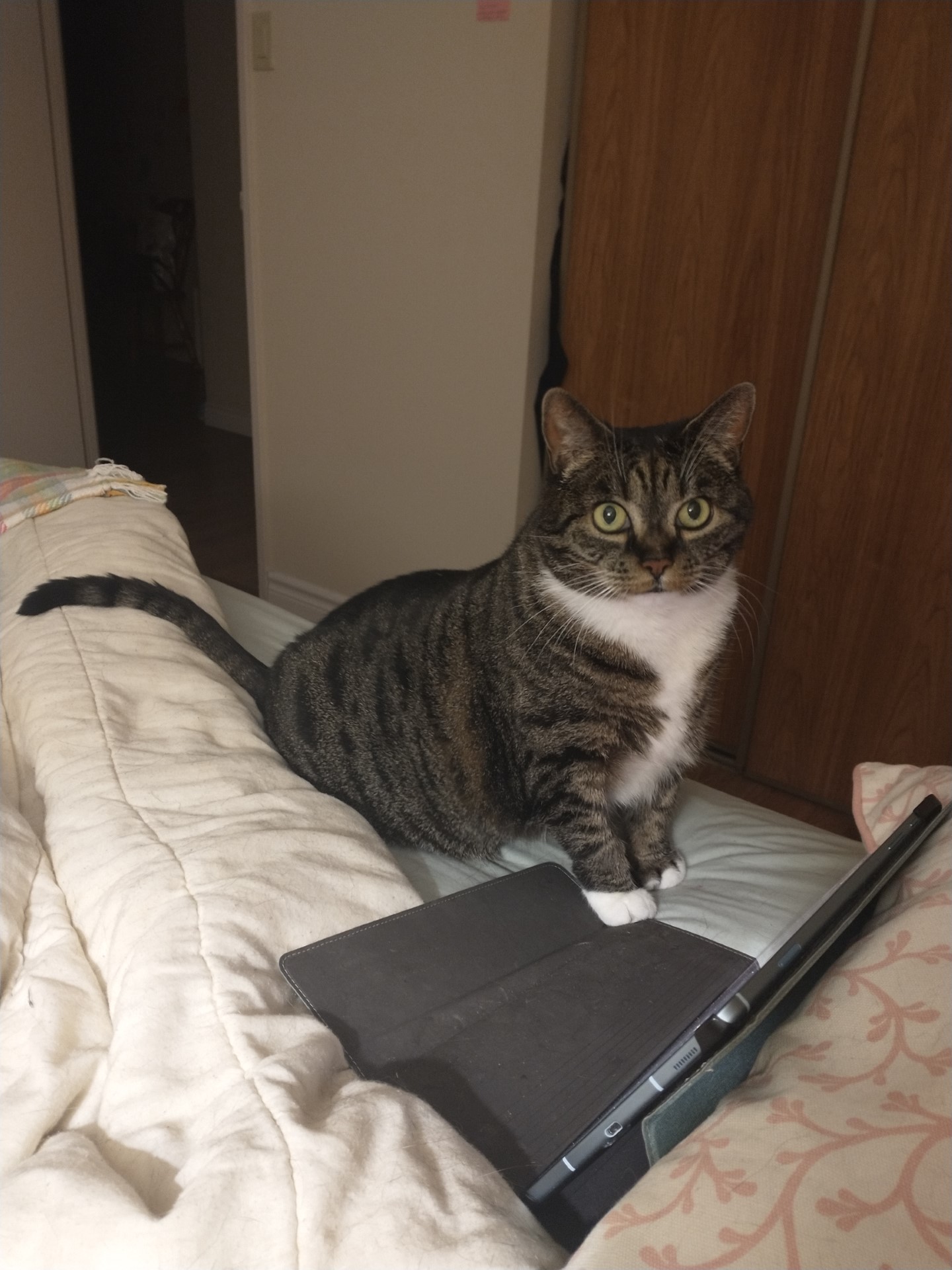 NS SPCA Adoptable Highlight Hawthorne