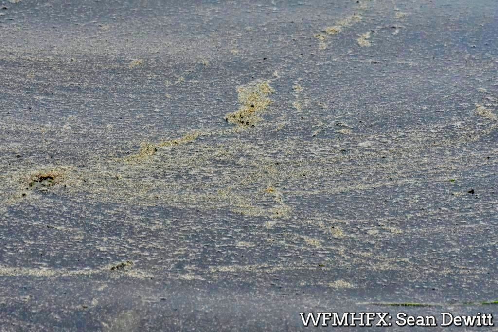 Watch for blue-green algae from May to October