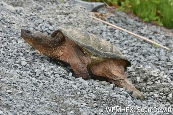Many turtles, including snappers, have been or are beginning to migrate to nesting grounds to lay their clutch  / If you need to help a turtle crossing the street, only assist if it is safe for you to do so
