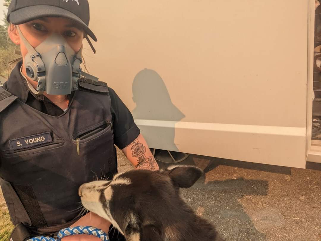 NS SPCA Enforcement Officers in Tantallon and Shelburne County continue to work to rescue and reunite pets with their families as wildfires continue in both areas