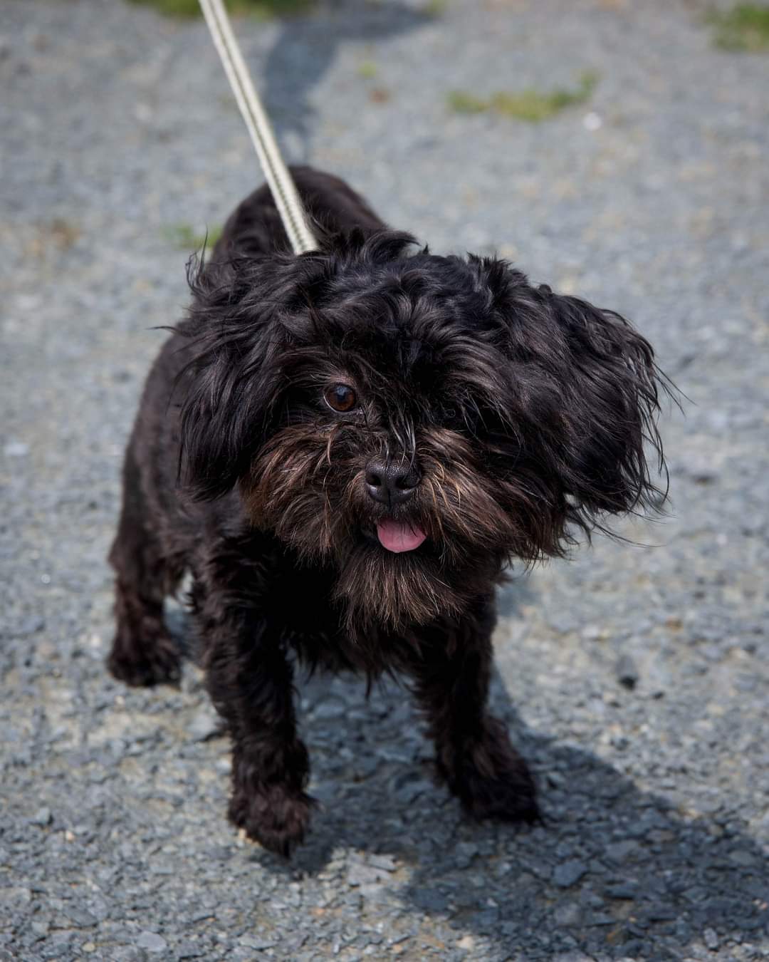 IMPORTANT: Do you recognize this dog?