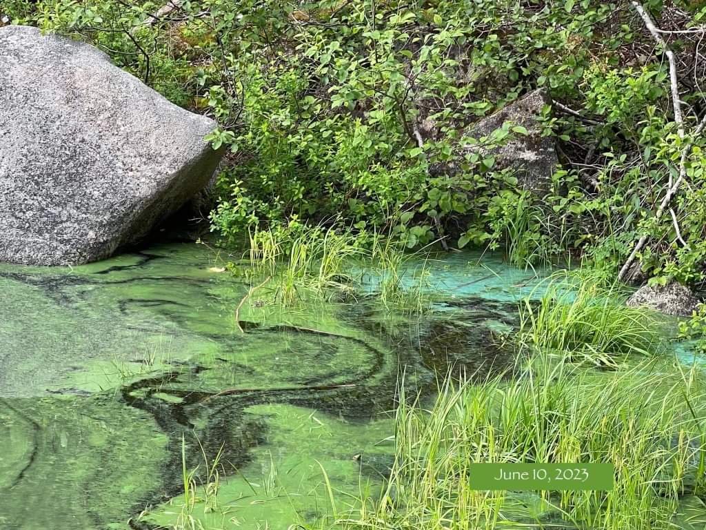 Blue Green Algae (BGA) alerts