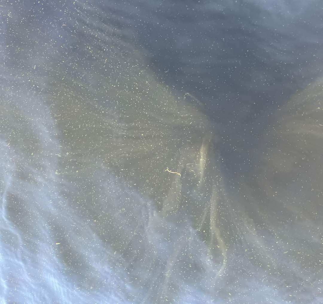 There have been reports of blue-green algae at the following locations