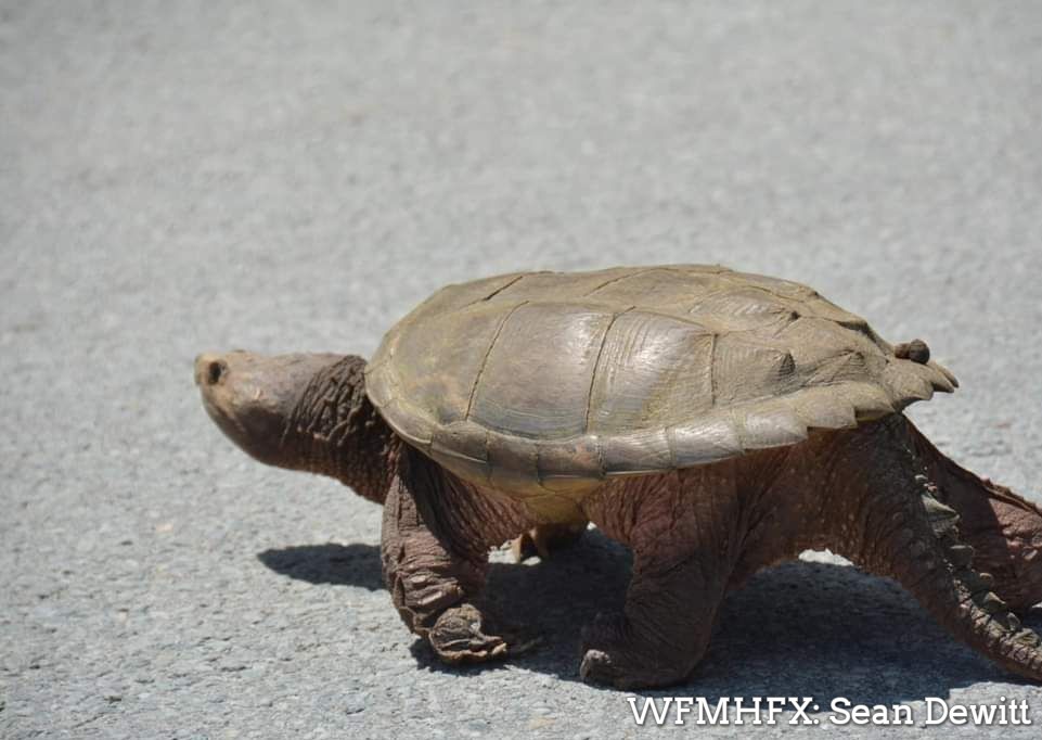 Many turtles, including snapping turtles, are still on the move, with many mamas nesting