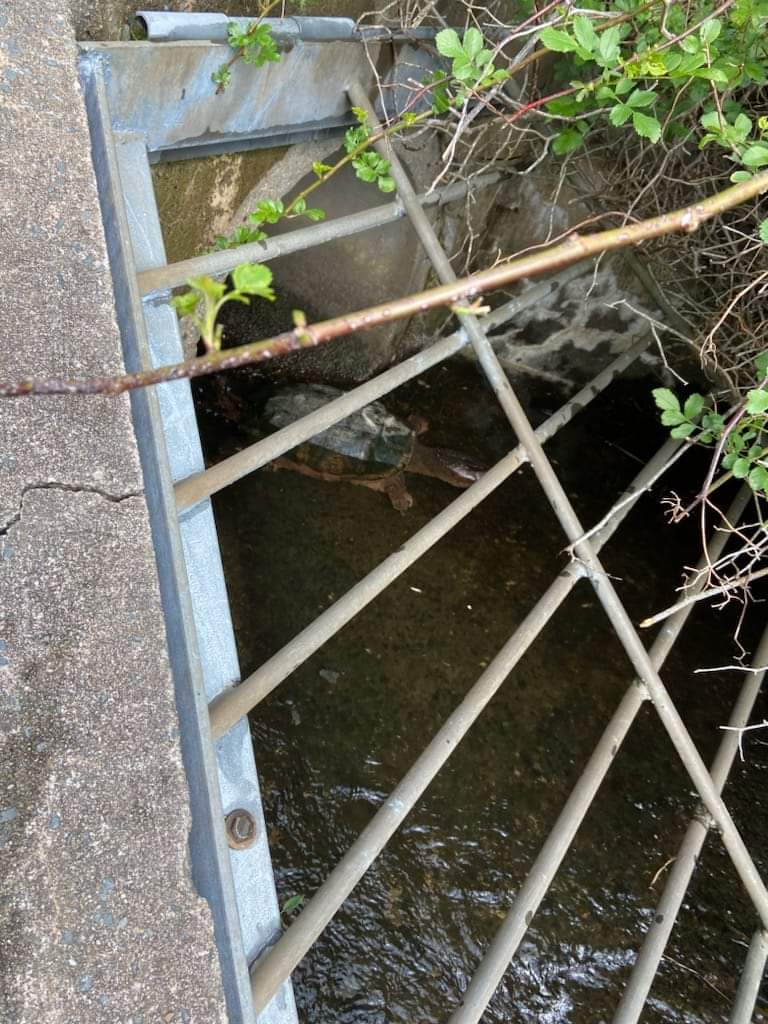 TURTLE RESCUE in Halifax!