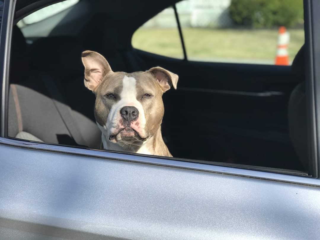 The weather is warming up. ☀️ So far this June, NS SPCA Enforcement team has issued two fines to individuals who have left dogs in distress in a vehicle and tied outside without access to shade and water