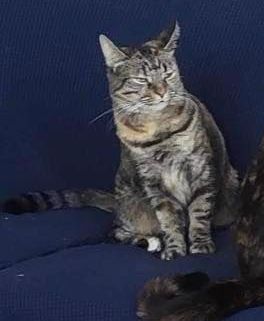 Please help find a missing kitty!