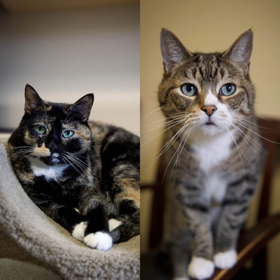 Feature Adoptable: Mama & Kitty