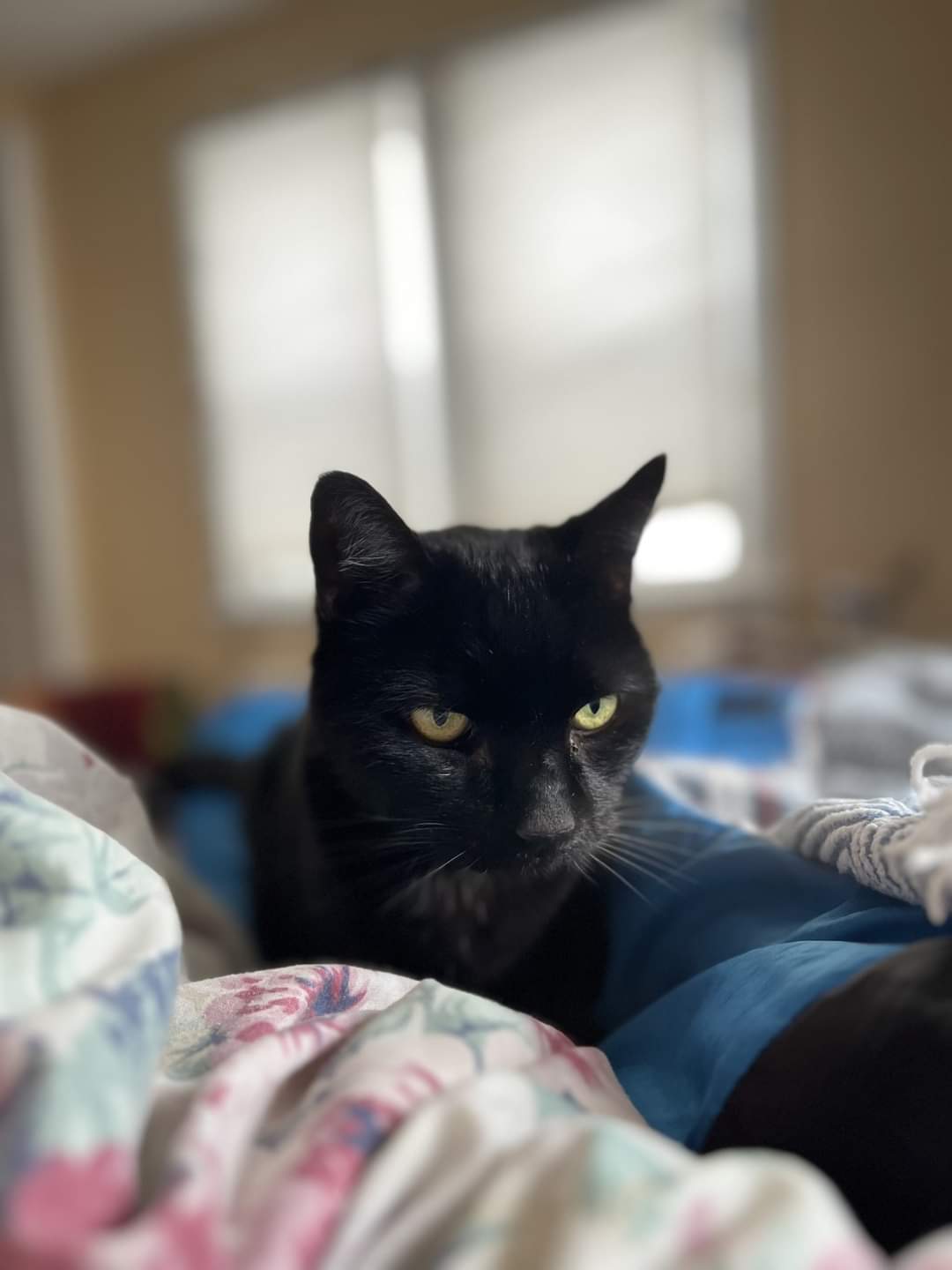 NS SPCA Long Term Resident Alert
