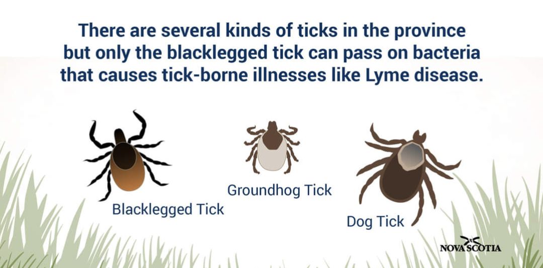 Did you know: A tick identification service called E-Tick is available to Nova Scotians?