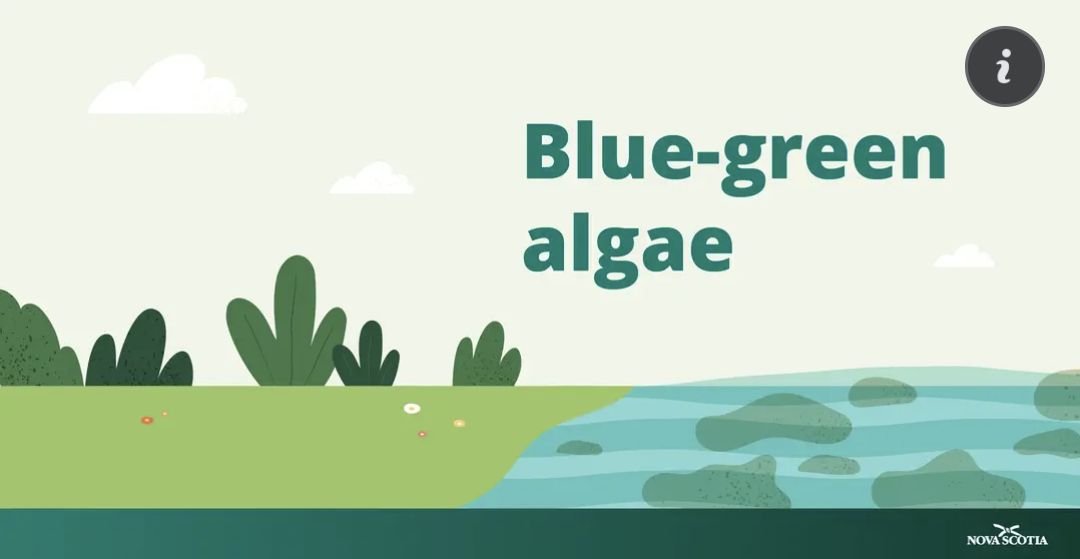 There has been a report of blue-green algae at First Lake in Lower Sackville / Molega Lake, Queens County