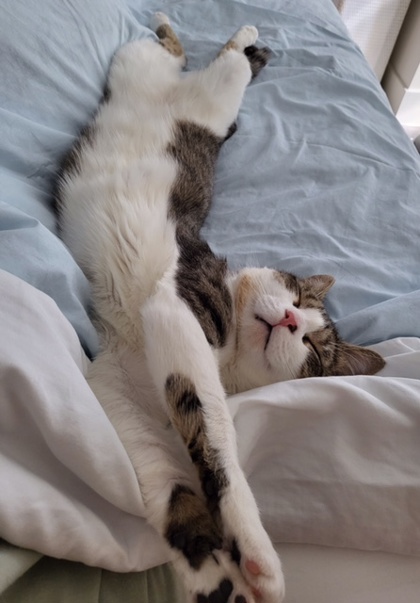 NS SPCA Adoptable Highlight- Robbie