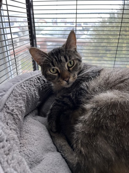 NS SPCA Adoptable Highlight Sanza