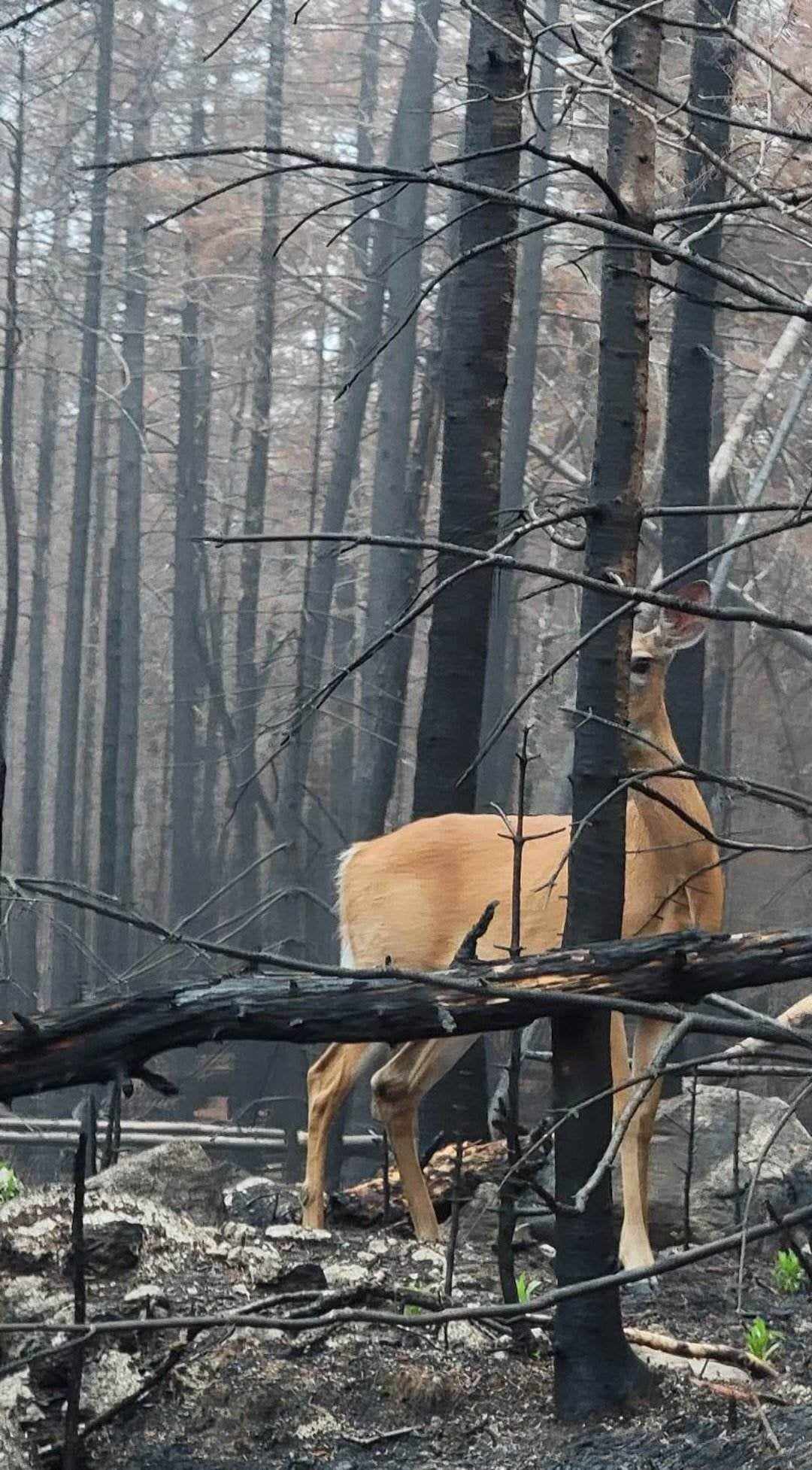 Deer return amongst the ashes in Tantallon