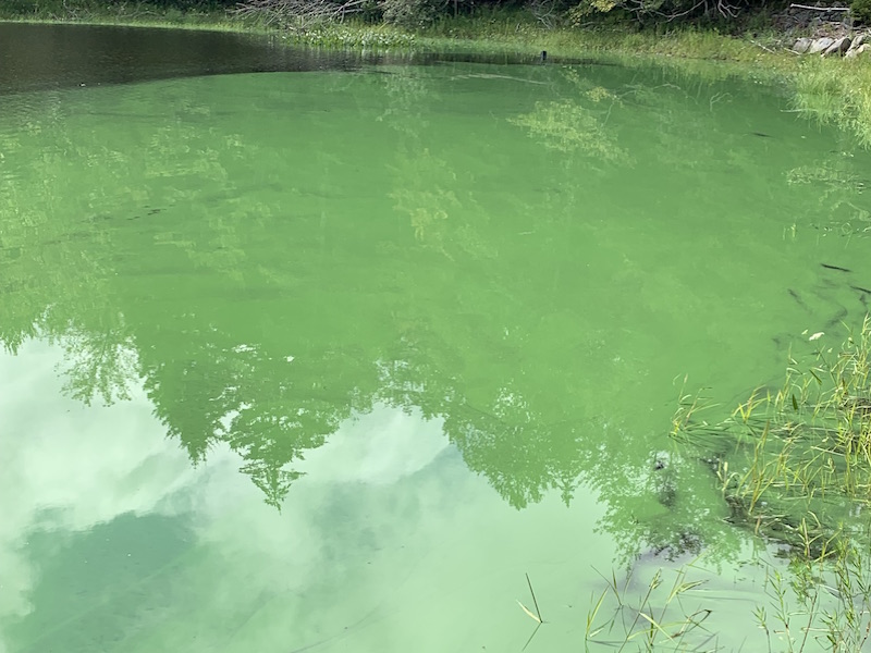 The toxins in blue-green algae can make people sick and be fatal for pets if ingested