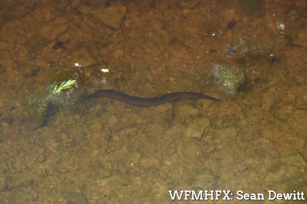 About leeches