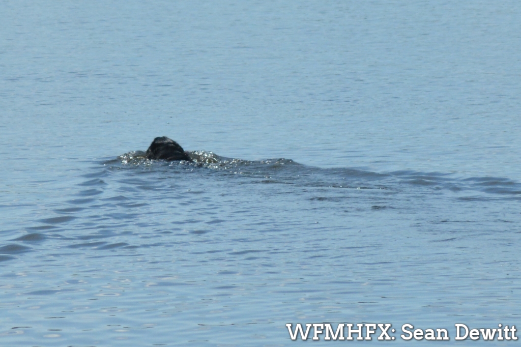 Hey, dog owners. Please be weary of letting your fur babies access flooded areas