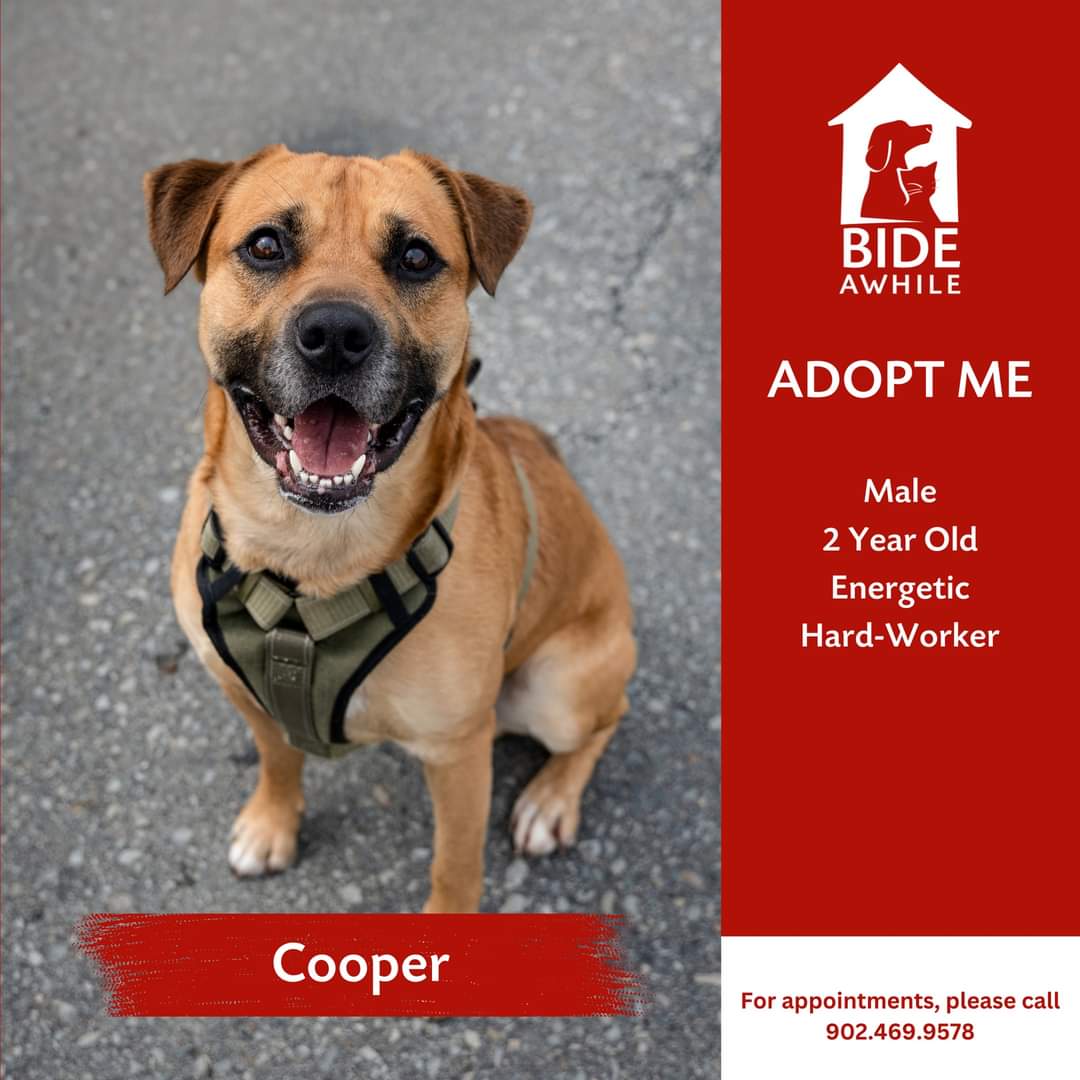 Introducing Cooper who is now ready for his forever home! 