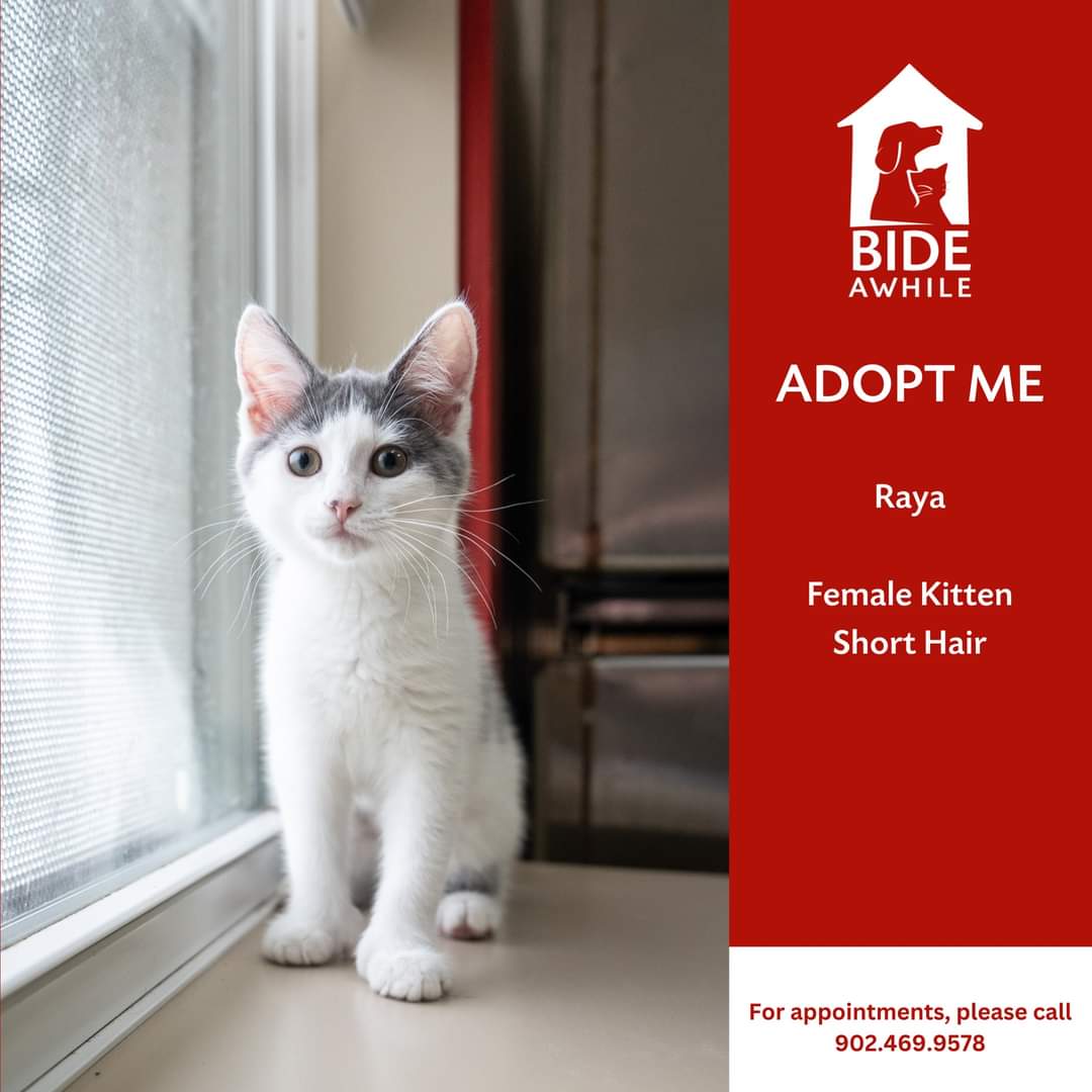 Introducing the K & R Crew who are all now ready for their forever homes!